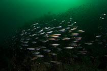 Shoal of telescope fish (Mendosoma lineatum) in Breaksea Sound, Fiordland National Park, New Zealand.