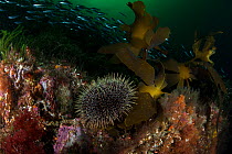 Kina, sea urchin (Evechinus chloroticus) in Breaksea Sound, Fiordland National Park, New Zealand.