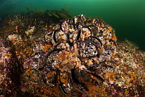 Green-lipped mussels (Perna canaliculus) covered in anemones, barnacles and a starfish in Breaksea Sound, Fiordland National Park, New Zealand.