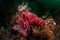 Red coral (Errina novazelandiae) in Doubtful Sound, Fiordland National Park, New Zealand.