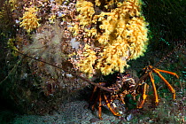 New Zealand crayfish or southern rock lobster (Jasus edwardsii) hides under the yellow zoathhid anemone (Parazoanthus elongates) in Doubtful Sound, Fiordland National Park, New Zealand.