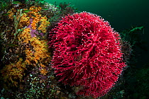 Red coral (Errina novazelandiae) in Doubtful Sound, Fiordland National Park, New Zealand.