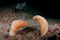 Large sea pens (Pteroeides bollonsi) in Doubtful Sound, Fiordland National Park, New Zealand.