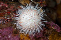 White sea urchin (Pseudechinus huttoni) in Doubtful Sound, Fiordland National Park, New Zealand.