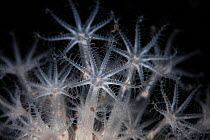 Soft coral (Alcyonium aurantiacum) in Doubtful Sound, Fiordland National Park, New Zealand..