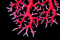 Hydroid coral (Errina dendyi) in Doubtful Sound, Fiordland National Park, New Zealand..