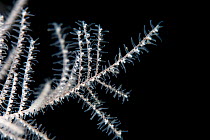 Fiordland black coral (Antipathella fiordensis) in Doubtful Sound, Fiordland National Park, New Zealand..