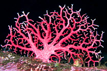 Red coral (Errina novazelandiae) in Doubtful Sound, Fiordland National Park, New Zealand..