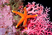 Starfish (Henricia sp) on a red coral (Errina novazelandiae) in Doubtful Sound, Fiordland National Park, New Zealand..