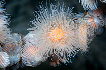 Plumose anemone (Mimetridium cryptum) in Doubtful Sound, Fiordland National Park, New Zealand..
