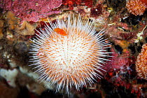 White sea urchin (Pseudechinus huttoni) in Doubtful Sound, Fiordland National Park, New Zealand..