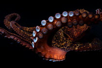Gloomy octopus (Octopus tetricus), Captive. September.