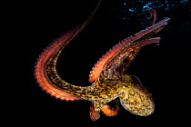 Gloomy octopus (Octopus tetricus), Captive. September.