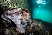 Maori octopus (Octopus maorum) underneath a wharf in the Hauraki Gulf, Auckland, New Zealand. September.