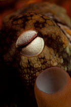 Close up of gloomy octopus (Octopus tetricus) eye and siphon, North Island, New Zealand. October. Cropped.