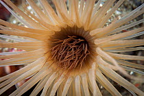 Tube anemone (Cerianthus sp) in Dusky Sound, Fiordland National Park, New Zealand.