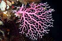 Hydroid coral (Errina dendyi) in Dusky Sound, Fiordland National Park, New Zealand.