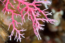 Close up of a hydroid coral (Errina dendyi) in Dusky Sound, Fiordland National Park, New Zealand.