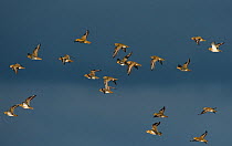 Migrating flock of Golden plover (Pluvialis apricaria) against a stormy sky arriving in Northumberland. Cresswell, Northumberland, UK. November.