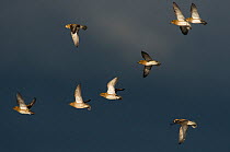 Migrating flock of Golden plover (Pluvialis apricaria) against a stormy sky arriving in Northumberland. Cresswell, Northumberland, UK. November.