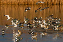 Migrating flock of Golden plover (Pluvialis apricaria) landing amongst a group of Northern Lapwings (Vanellus vanellus). Cresswell Pond, Northumberland, UK. November.
