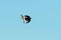 Merlin (Falco columbarius) chasing off a Rook (Corvus frugilegus) in flight. Cresswell, Northumberland, UK. November.
