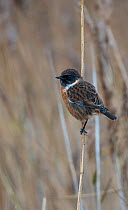 Stonechat (Saxicola rubicola) moulting into breeding plumage and perched in a reedbed. Cresswell, Northumberland, UK. November.