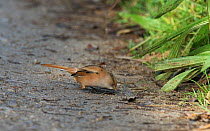 Female Bearded Tit (Panurus biarmicus) feeding on grit along a track by a reed bed. Leighton Moss, Lancashire, UK. October.