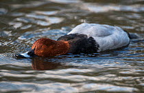 Common Pochard (Aythya ferina) feeding by filtering food from the waters surface. Martin Mere WWT Reserve, Lancashire, UK. November.