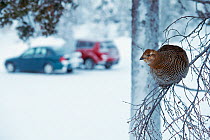 Willow grouse (Lagopus lagopus) in tree near parked cars, Kiilopaa, Inari, Finland, January.