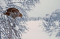 Willow grouse (Lagopus lagopus) in tree, Kiilopaa, Inari, Finland, January.