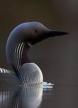 Black-throated diver (Gavia arctica) on water, Finland, May.