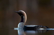 Black-throated diver (Gavia arctica) on water, Finland, May.