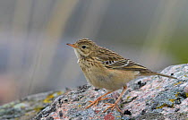 Blyth's pipit (Anthus godlewskii) perched on rock, Uto, Finland, October.