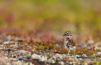 Dotterel (Charadrius morinellus) chick, Kiilopaa, Inari, Finland, June.