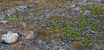 Dotterel (Charadrius morinellus) sitting on nest, Kiilopaa, Inari, Finland,  June.