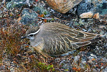 Dotterel  (Charadrius morinellus) sitting on nest, Kiilopaa, Inari, Finland,  June.