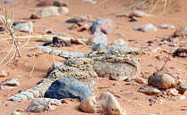 Egyptian nightjar (Caprimulgus aegyptius) resting on sand, Morocco, March.