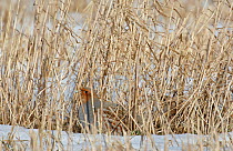 Grey partridge (Perdix perdix) male and female in grass, Liminka, Finland, March.