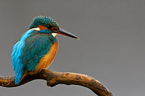 Kingfisher (Alcedo atthis) perched on branch, Hungary, January.