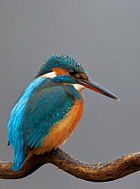 Kingfisher (Alcedo atthis) perched on branch, Hungary, January.