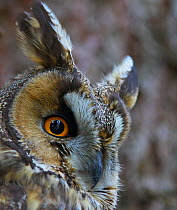 Long-eared owl (Asio otus), Hungary, January.