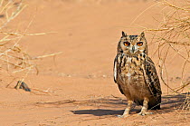 Pharaoh eagle owl (Bubo ascalaphus) on sand, Morocco, March.