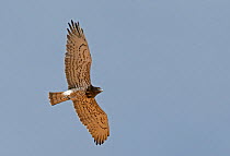 Short-toed eagle (Circaetus gallicus) flying, Morocco, March.