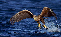 White-tailed eagle (Haliaeetus albicilla) with two fish in talons, Norway, October.