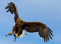 White-tailed eagle (Haliaeetus albicilla) with two fish in talons, Norway, October.
