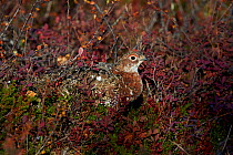 Willow grouse (Lagopus lagopus), Inari, Finland, September.