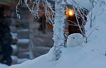 Willow grouse (Lagopus lagopus) Kiilopaa, Inari, Finland, January.