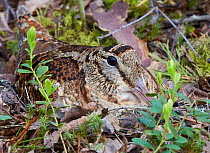 Woodcock (Scolopax rusticola) at nest, Vaala, Finland, June.