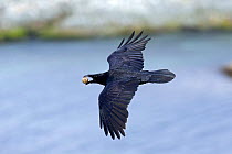 Common Raven (Corvus corax) flying with egg stolen from Kittiwake nest, Hornoya, Varanger, Finnmark, Norway, May.